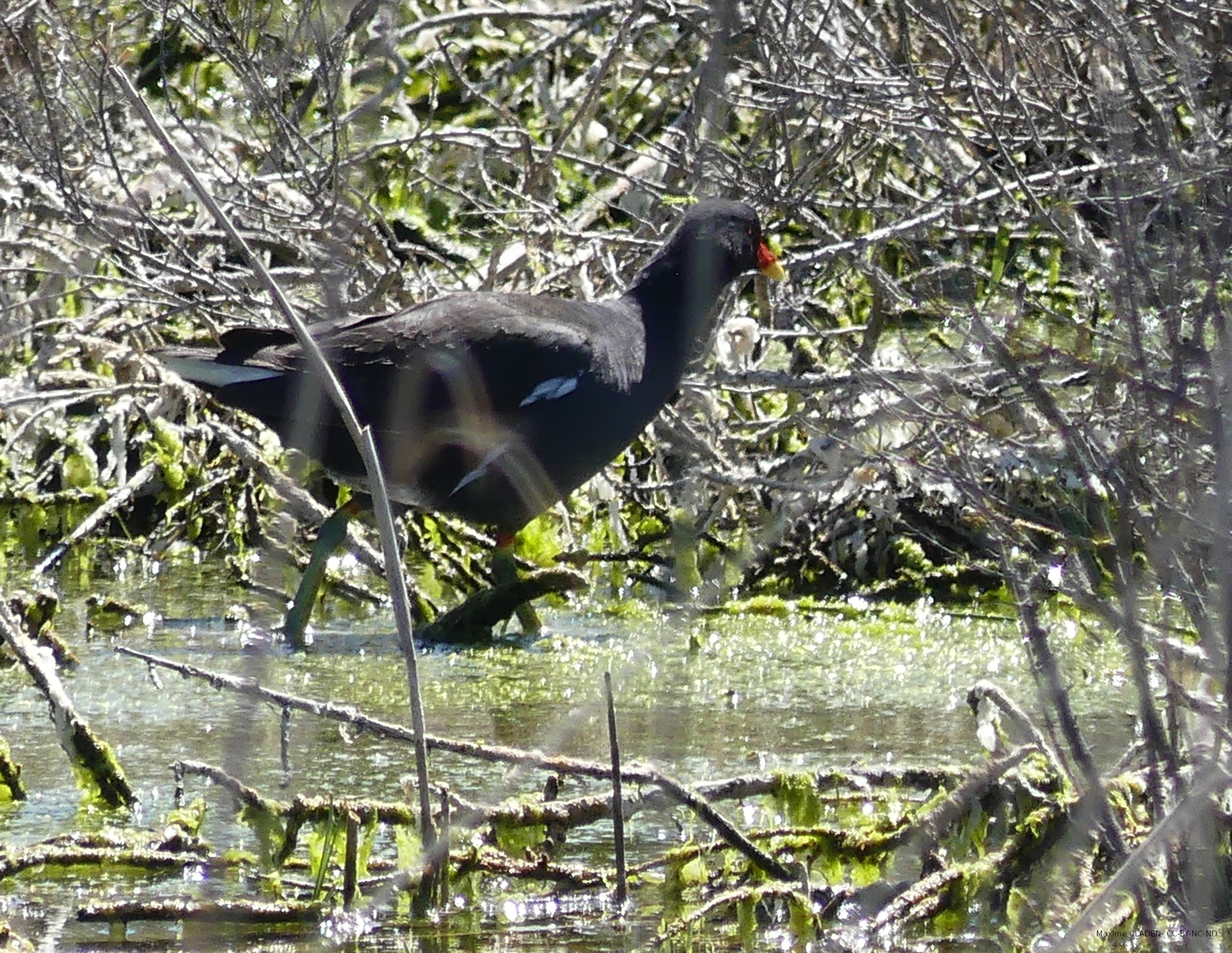 Galinule poule d'eau