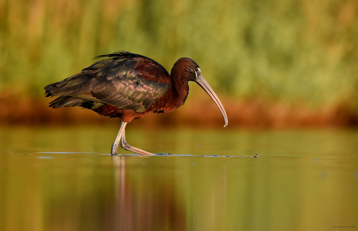 Ibis falcinelle