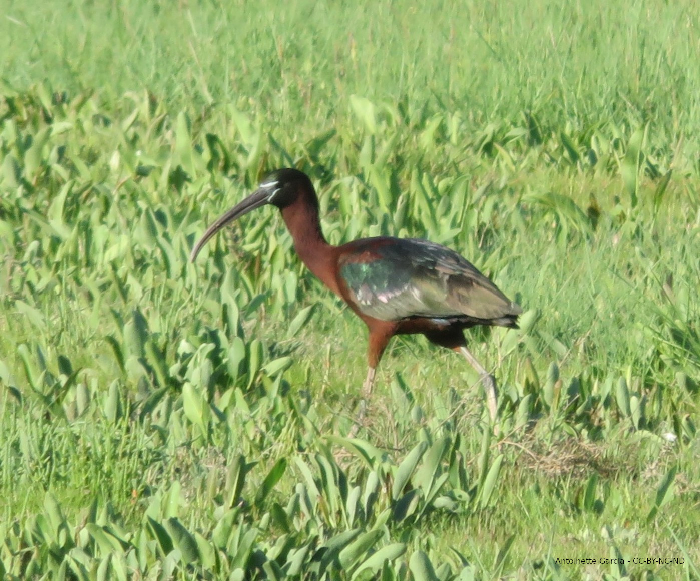 Ibis falcinelle photographié par Antoinette Garcia