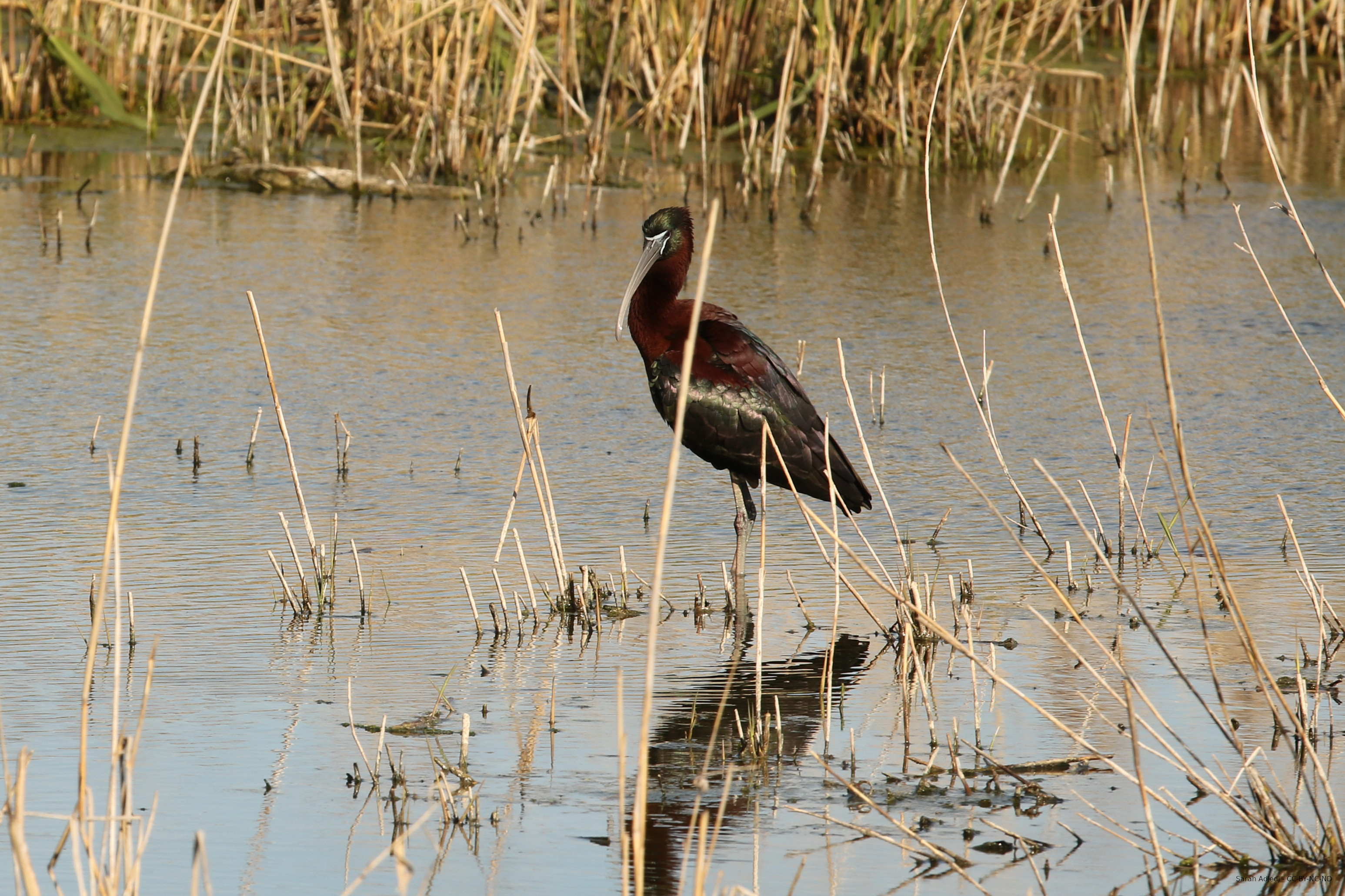 Ibis falcinelle