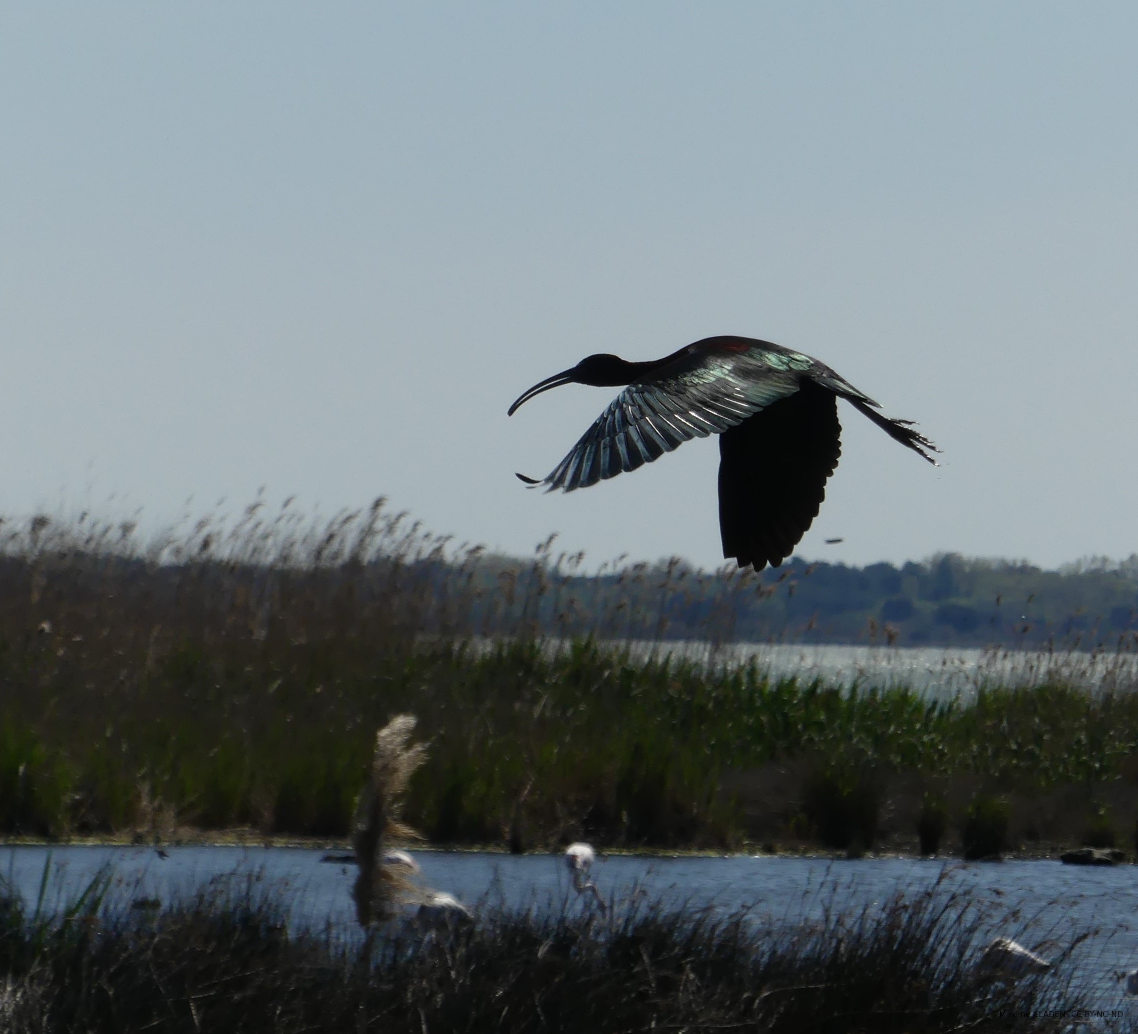 Ibis falcinelle