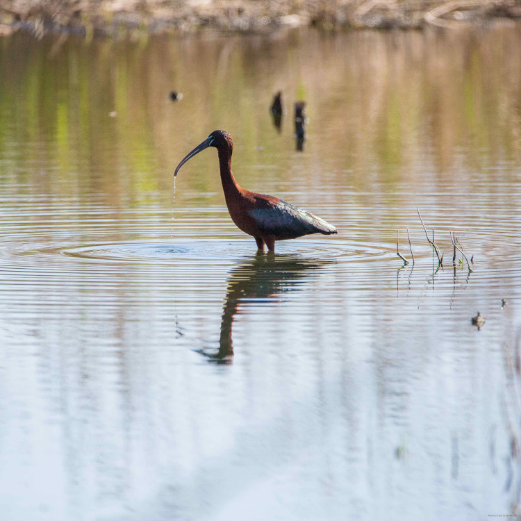 Ibis falcinelle