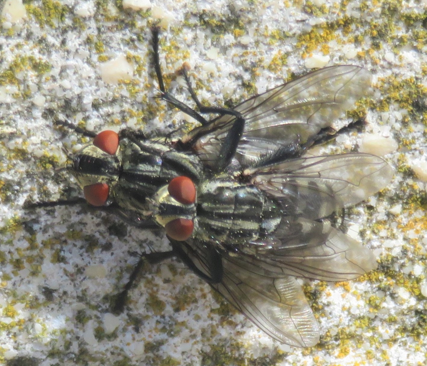La mouche charbonneuse 