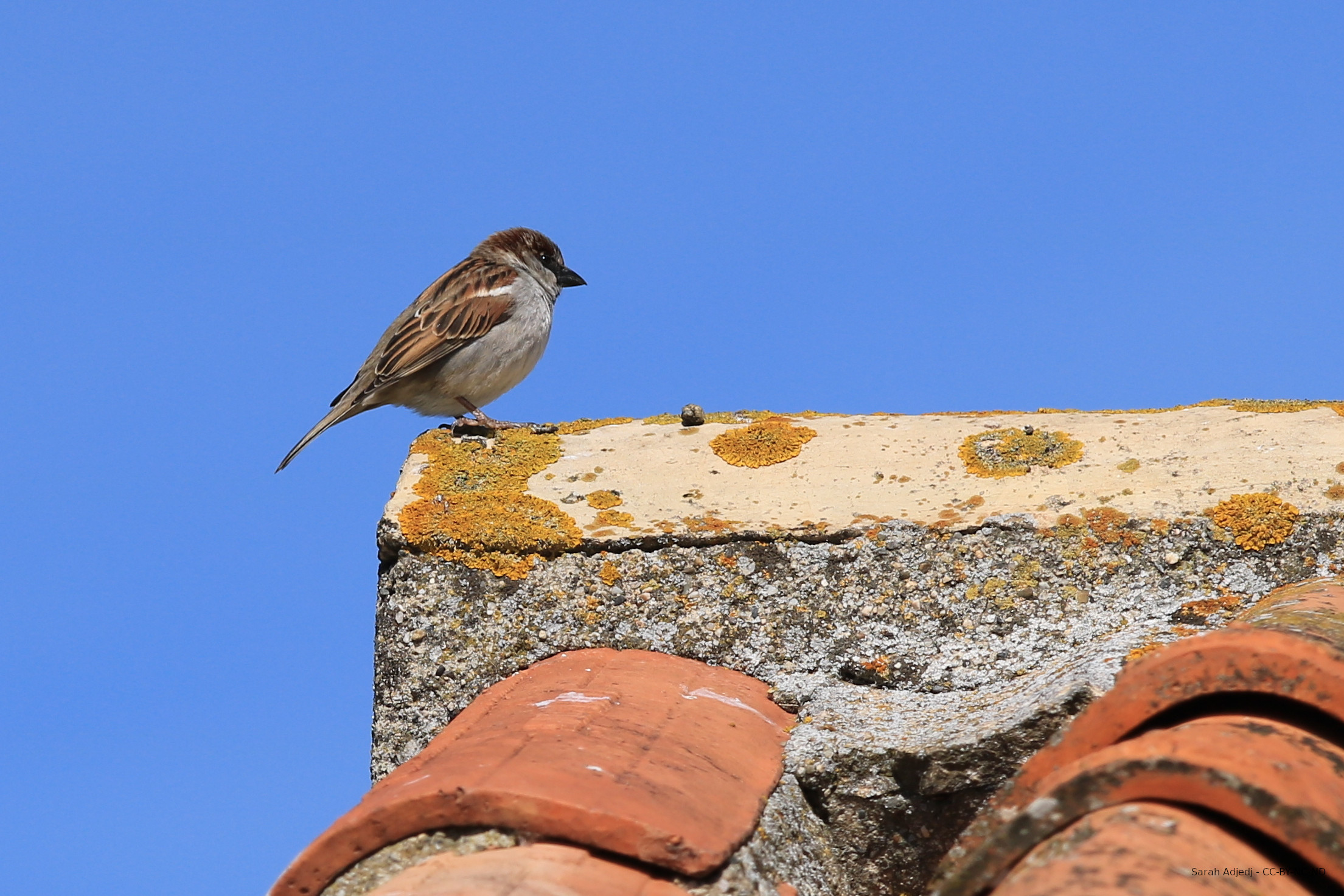 Moineau domestique