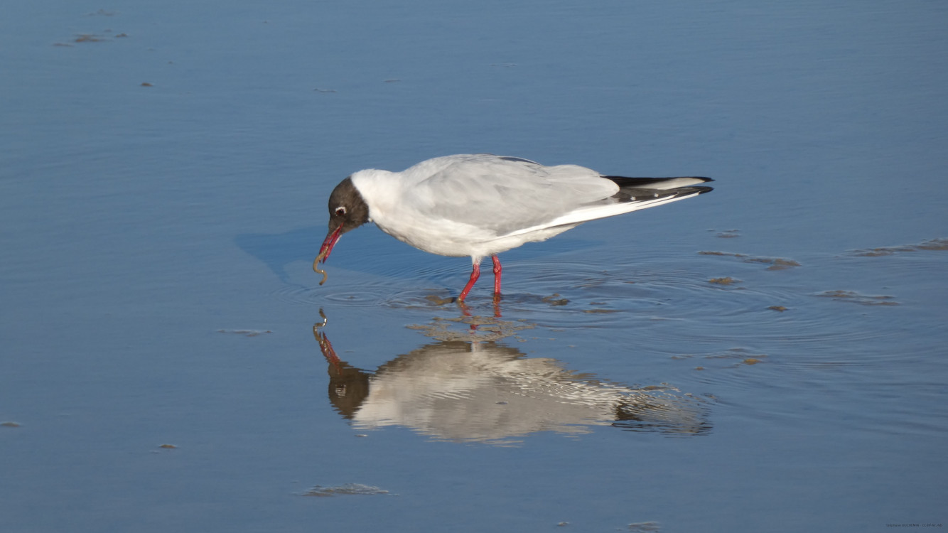 Mouette rieuse