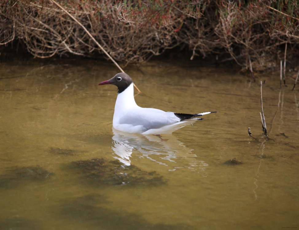 Mouette rieuse photographiée par Michel Chauve