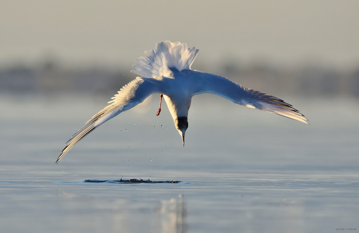 Mouette rieuse