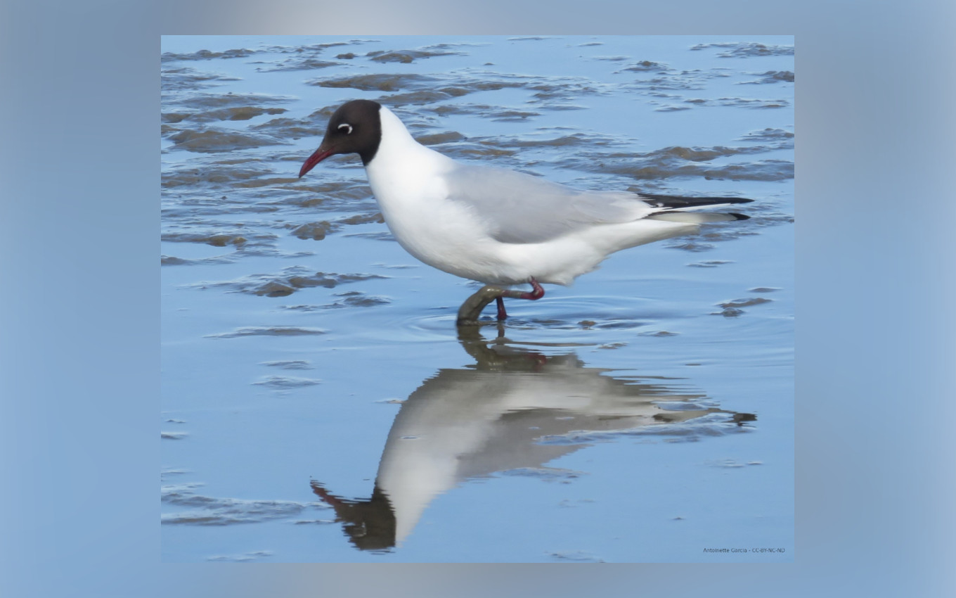 Mouette rieuse photographié par Antoinette Garcia