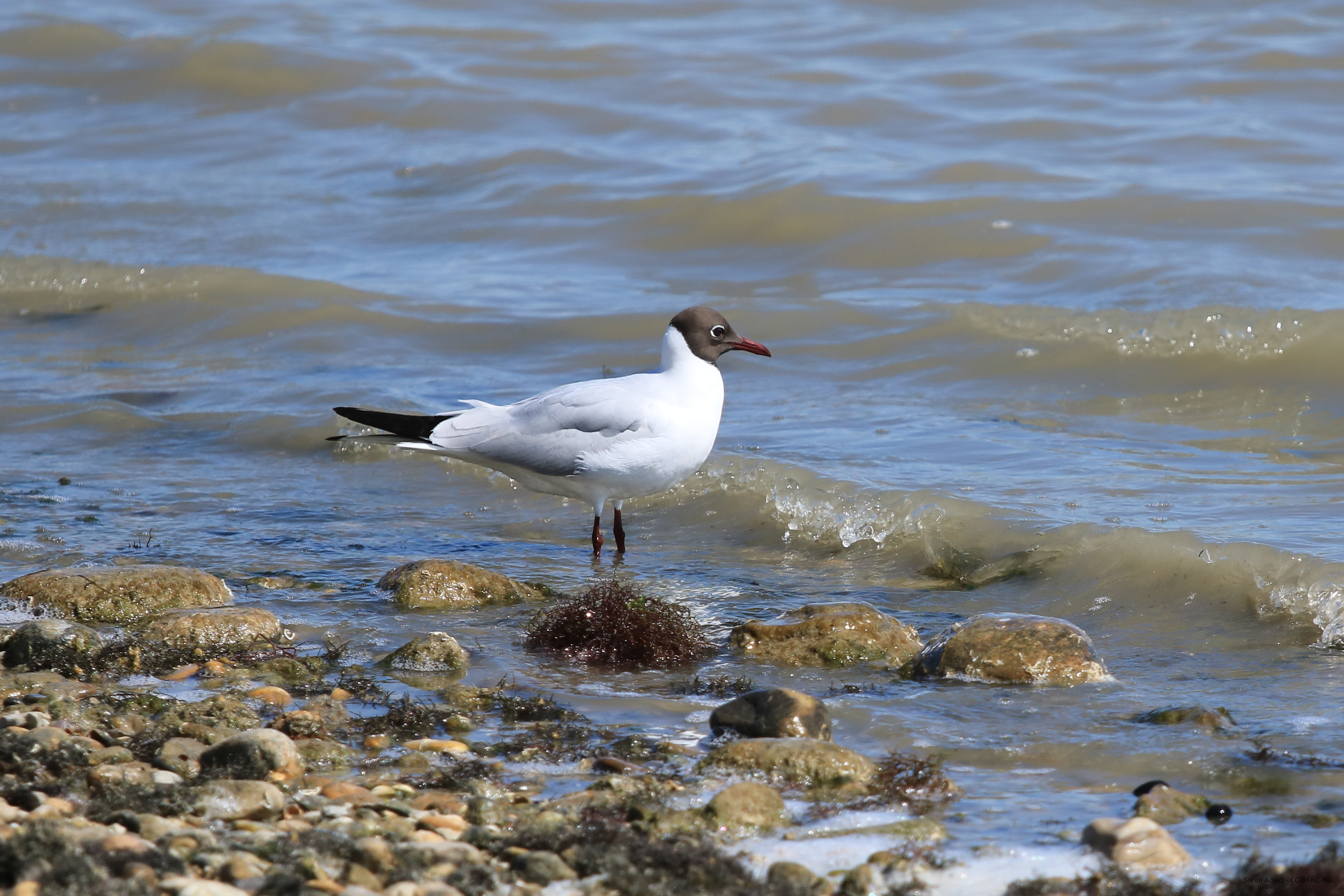 Mouette rieuse