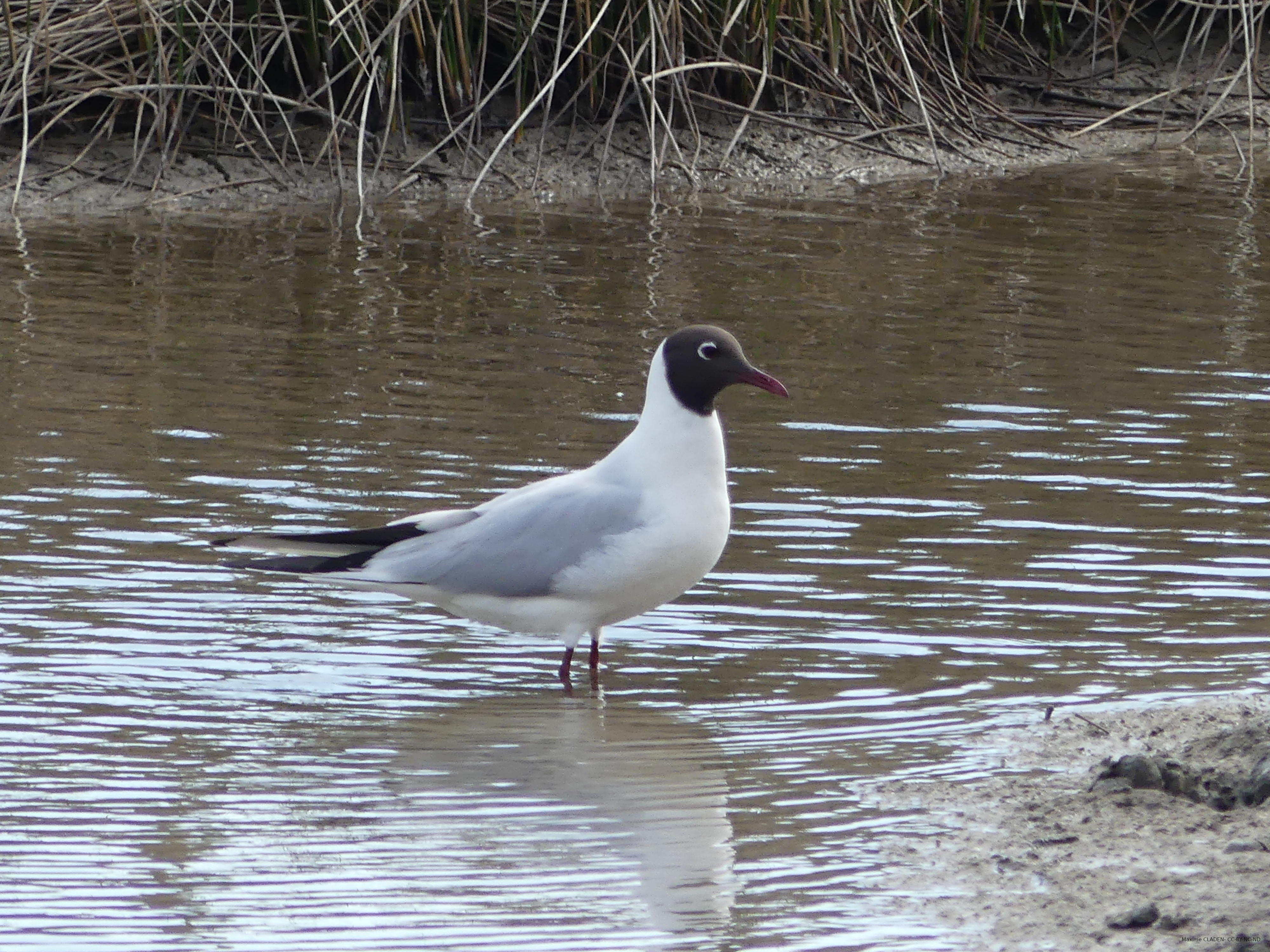 Mouette rieuse