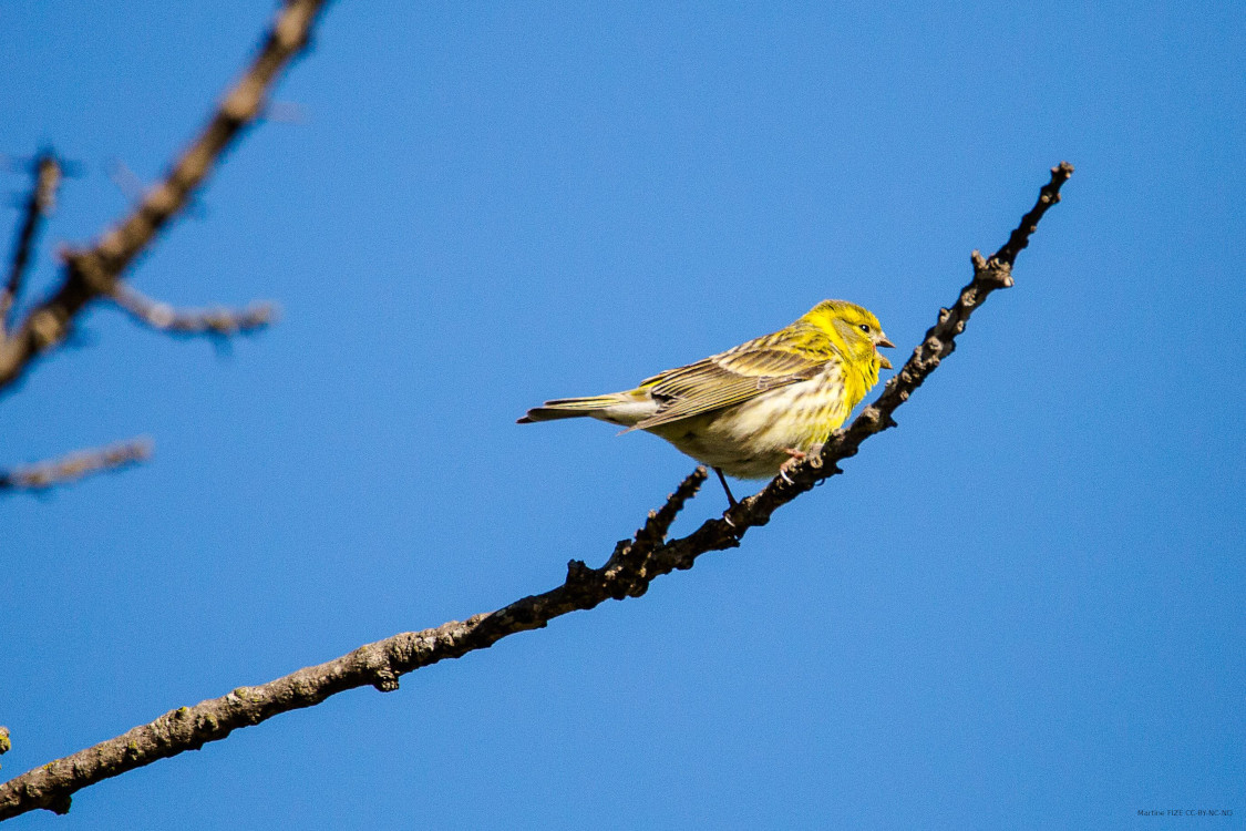 Serin cini