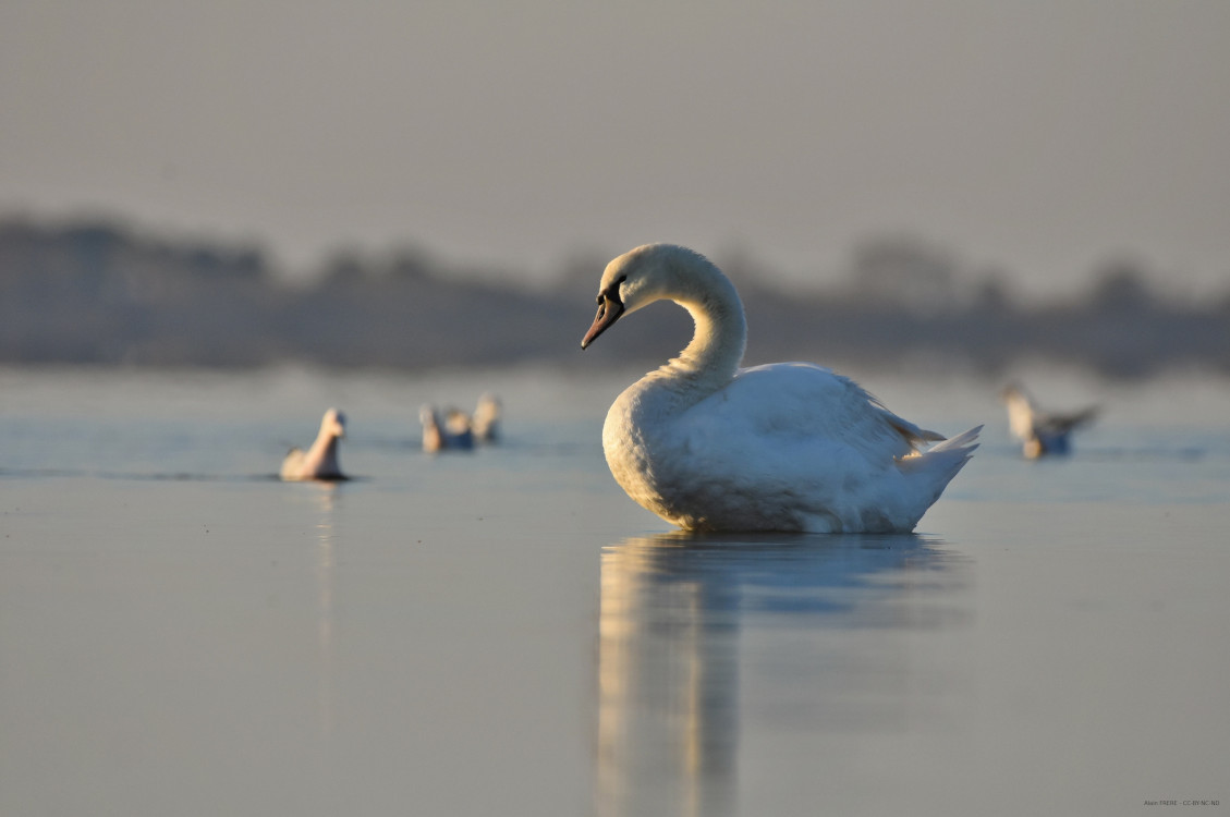 Cygne tuberculé