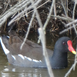 galinule-poule-d-eau-duchemin.jpg