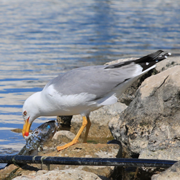 goeland_leucophee_-_sarah_adjedj.jpg