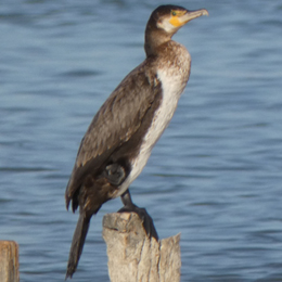 grand-cormoran-duchemin.jpg