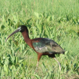 ibis_falcinelle_-_antoinette_garcia.jpg