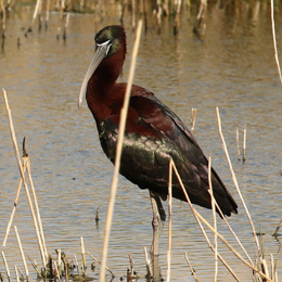 ibis_falcinelle_-_sarah_adejdj.jpg