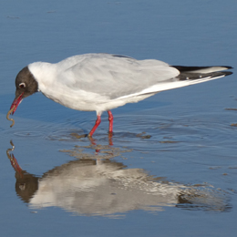 mouette-rieuse-duchemin.jpg