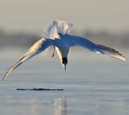 mouette_rieuse._a_frere_0.jpg