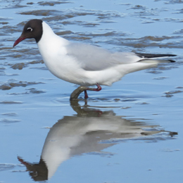 mouette_rieuse_-_antoinette_garcia.jpg