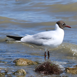 mouette_rieuse_-_sarah_adjedj.jpg