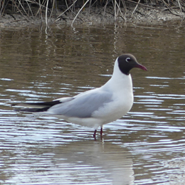 mouette_rieuse_claden.jpg