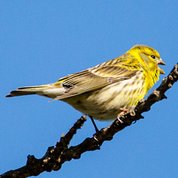 serin_cini_martine_fize.jpg