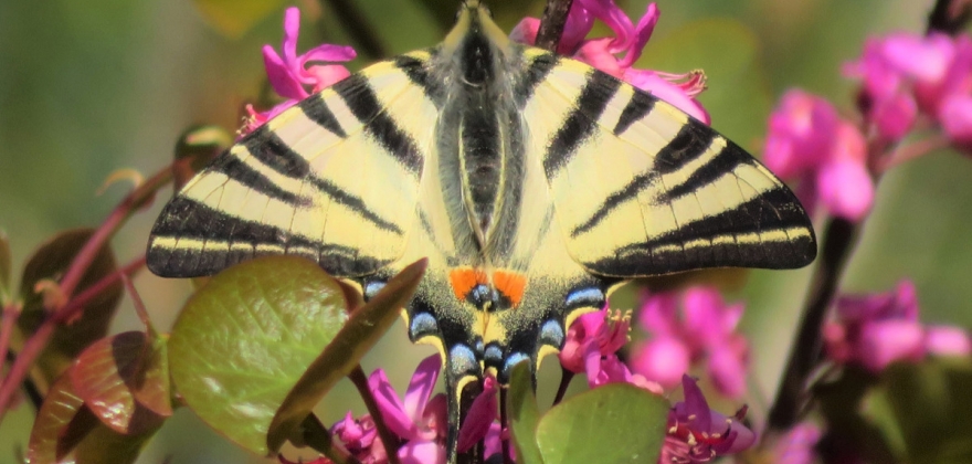 Rallye photo sur les insectes