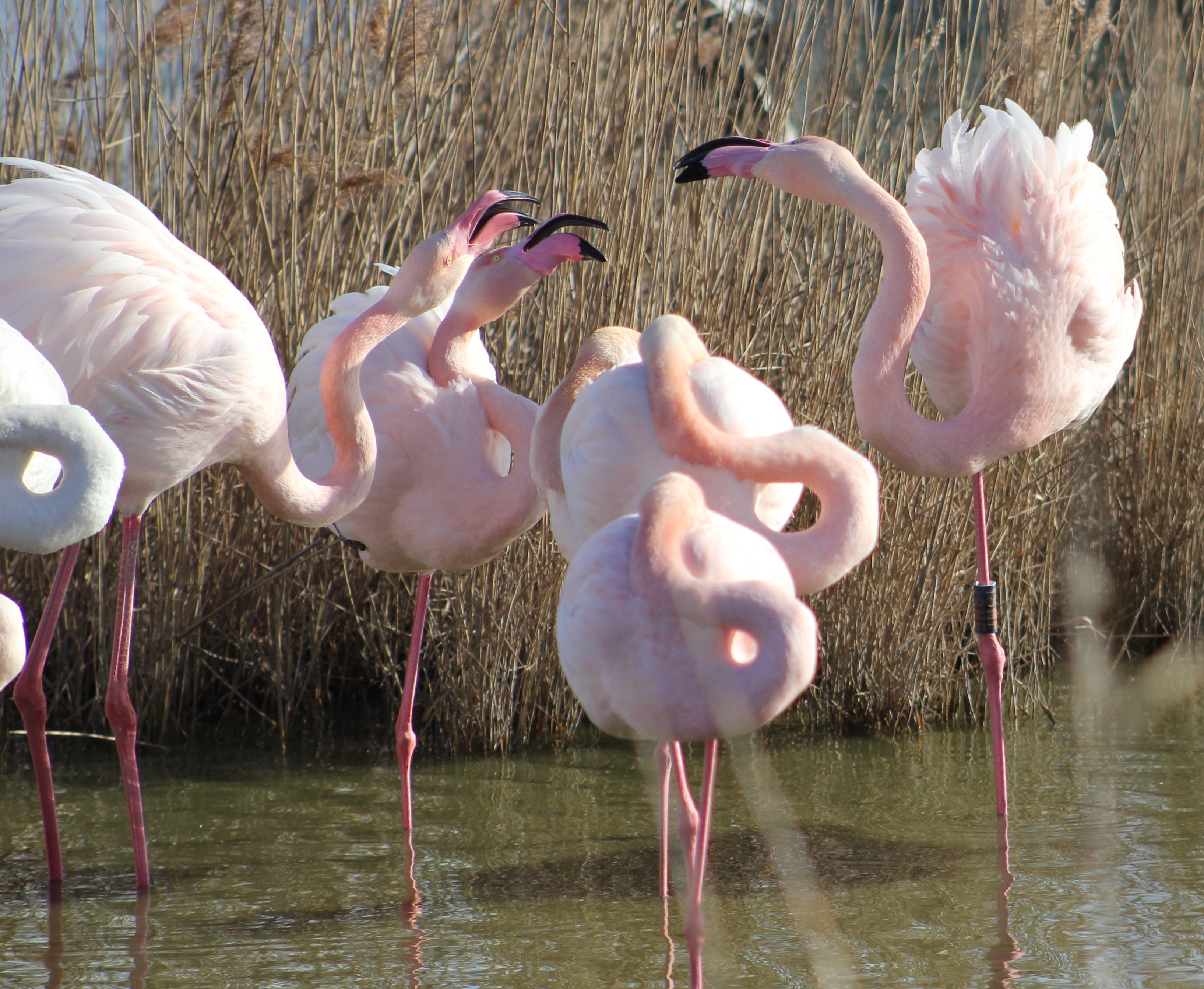 Photo de flamants roses de Jacques Béchard