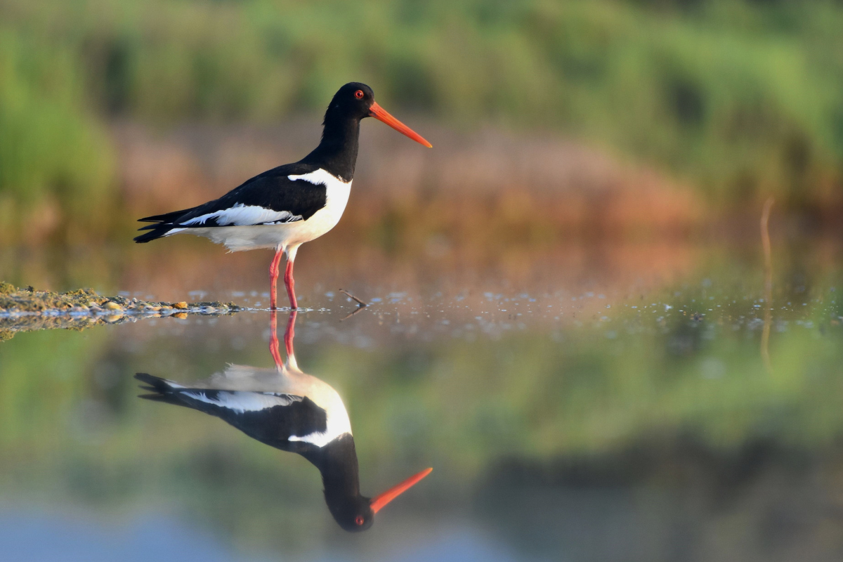 Rallye photo sur les oiseaux de l'étang de l'Or