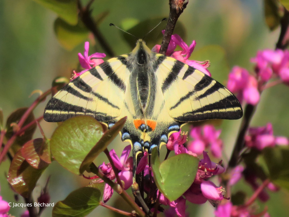 Rallye photo sur les insectes