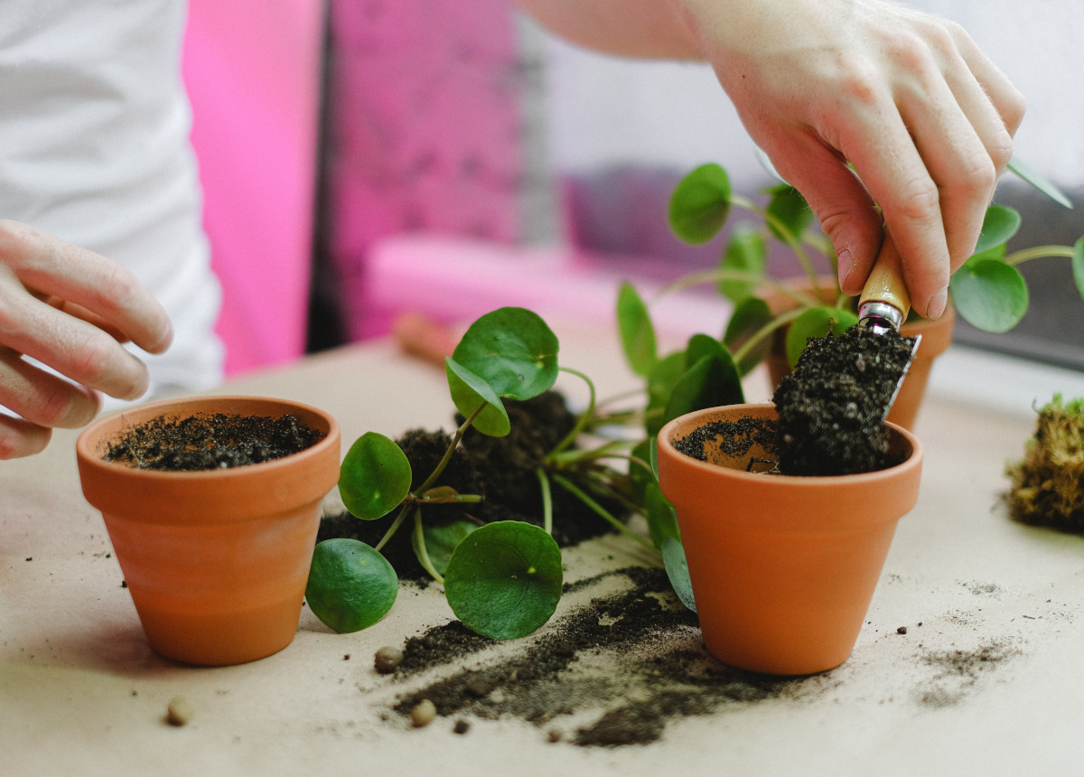 Jardinage d'intérieur : rempotage d'une plante